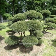 Бонсай Pinus mugo Bonsai