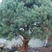 Сосна горная Pinus mugo 60-80 C25 фотография