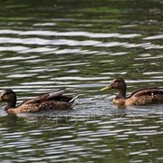 Премиксы для уток, премиксы для гусей фото