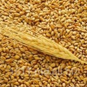 Семена озимой пшеницы фото