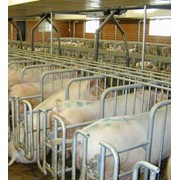 Станки для осеменения свиноматок