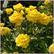 Роза для ландшафтного озеленения - Миниатюрная желтая фото