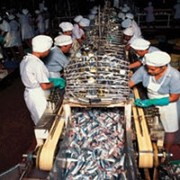 Конвейерная лента для переработки рыбы