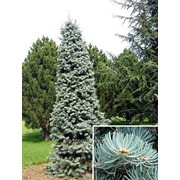 Пихта Abies concolor ´Compacta Pyramidalis´ 40-60cm,bal