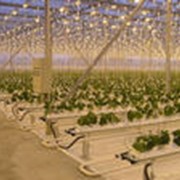 Система досветки - электродосвечивание растений в промышленных теплицах