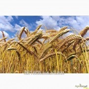 ДП "Сантрейд" закупает пшеницу 3клас.