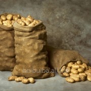 Картофель семенной Атлант 2РС фотография