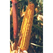 Семена кукурузы ЗПСК 684 фото