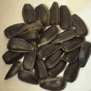 Семена подсолнечные фотография