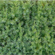 Можжевельник обыкновенный Juniperus communis Suecica Aurea 80-100 C20 фотография