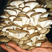 Продам грибы “Вешенка“ (розница, опт, крупный опт) фото