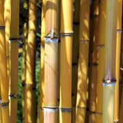 Саженцы морозостойкого бамбука Phyllostachys Aureosulcata “Aureocaulis”: Высота 30/50 см. контейнер 2,5 л.