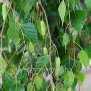 Береза повислая Betula Pendula Alba - Verrucosa 60-90 фотография