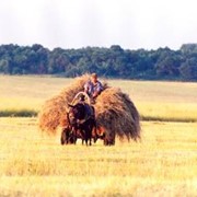 Продам семена люцерны. Семена люцерны. Люцерна. Купить семена люцерны. фото