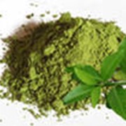 Экстракт зеленого чая (сухой) фото
