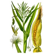 Кукуруза обыкновенная фото