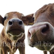 Нафпензал, Антибактериальное лекарственное средство применяют для профилактики и лечения маститов у коров в сухостойный период. фото