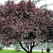 Сакура Prunus serr. Royal Burgundy обхват ствола 120KM фото