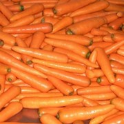 Морковь гарнирная фотография