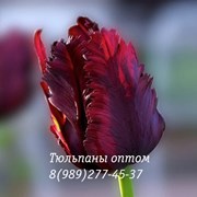 Тюльпаны оптом к 8 Марта в Краснодаре фото