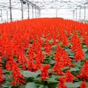 Петуния, петунии, цветы, рассада, цветоводство, тагетис, сальвия, саженцы фото