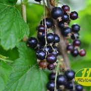 Саженцы черной смородины фото