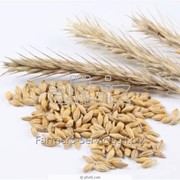 Закупка на постоянной основе отходов пшеницы. фотография