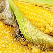 Кукуруза дробленая, среднего помола, кормовая 2016