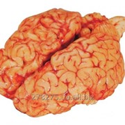 Мозг говяжий