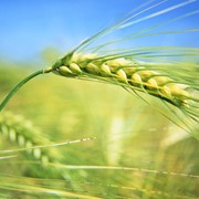 Продаем зерновые культуры: пшеница, рожь, кукурузу, овес, просо, пшено рис, сою, рапс, подсолнечник.
