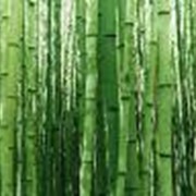 Жалюзи бамбуковые фото