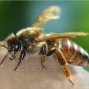Пчеломатка породы Карпатка тип Вучковская фото