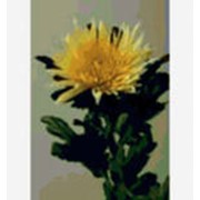 Горшковая хризантема фото