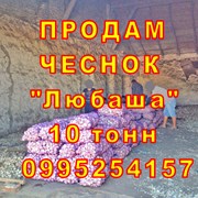 15 тонн ПРОДАМ ЧЕСНОК 2022 Любаша 5-7 см Товарный  фото