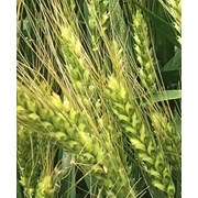 Семена озимой пшеницы донской селекции фото