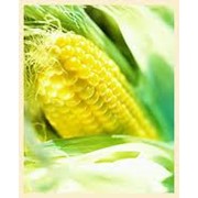 Купим кукурузу обыкновенную фото