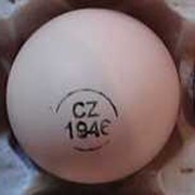 Инкубационное яйцо КОББ-500 CZ фото