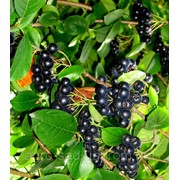 Саженцы черноплодной рябины “Арония“ фотография