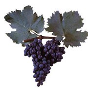 Саженцы винограда Бастардо Магарачский фото