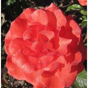 Среднерослые розы, Red Rok фото