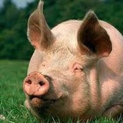 Свиньи мясных пород фотография