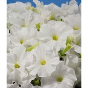 Петуния крупноцветковая White фотография