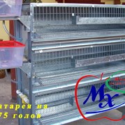 Клетки для содержания перепелов фото