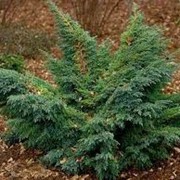 Можжевельник китайский Juniperus chinensis Blue Alps bonsai 80-100 C25