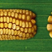 Гибриды кукурузы среднепоздние Свит 400 МВ (ФАО 400)
