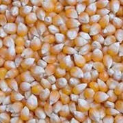 Продаю зерно кукурузы