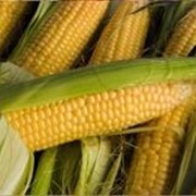 Насіння кукурудзи Інагуа фото