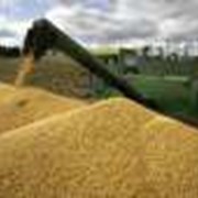 Переработка зерновых культур