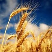Пшеница продаем фотография