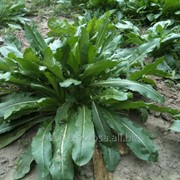 Вайда красильная - Усьма - Isatis tinktorija фото